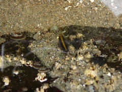 Amphipoda