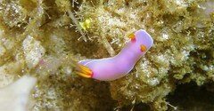 Hypselodoris bullockii