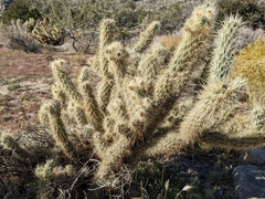 Cylindropuntia