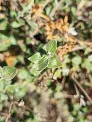 Viviania