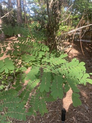 Adenanthera pavonina