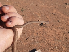 Psammophis schokari