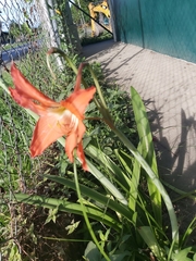Hippeastrum