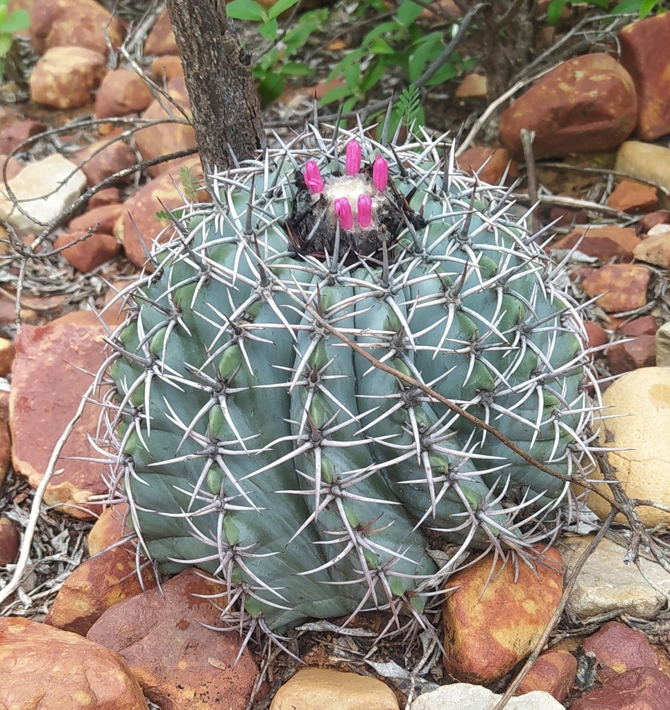 Melocactus glaucescens, Morro do Chapéu, BR-BA, BR