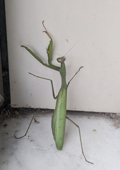 Mantis religiosa