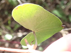 Dioscorea mundii