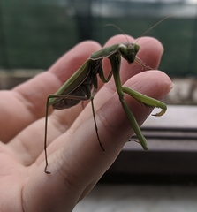 Mantis religiosa