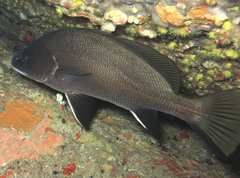Sciaena umbra