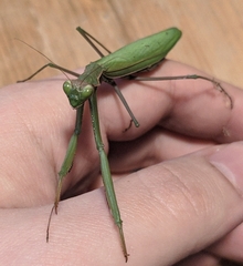 Mantis religiosa