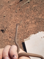 Psammophis schokari