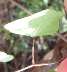 Dioscorea mundii