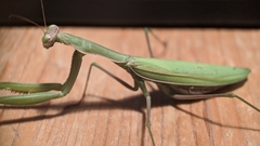 Mantis religiosa
