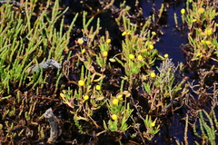 Cotula coronopifolia