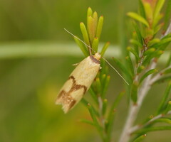Plectobela ecliptica