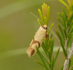Plectobela ecliptica