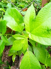 Cecropia peltata