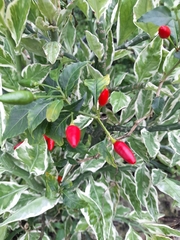 Capsicum annuum