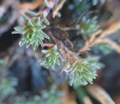 Camphorosma monspeliaca