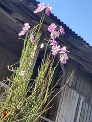 Papilionanthe