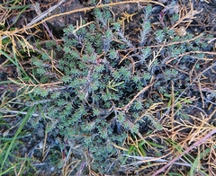 Camphorosma monspeliaca