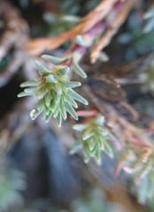 Camphorosma monspeliaca