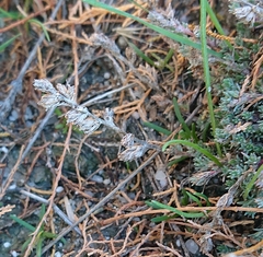 Camphorosma monspeliaca