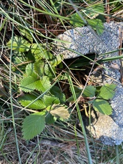 Fragaria