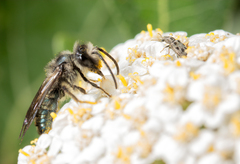 Andrena cerasifolii