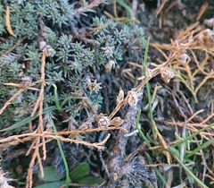 Camphorosma monspeliaca