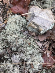 Cladonia subtenuis