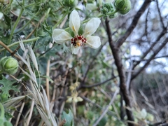 Loasa prostrata