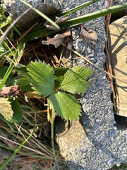 Fragaria