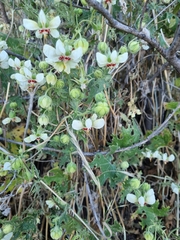 Loasa prostrata