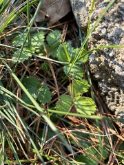 Fragaria