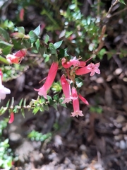 Epacris longiflora