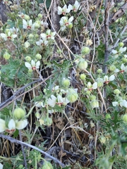 Loasa prostrata