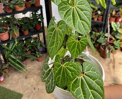 Dioscorea dodecaneura