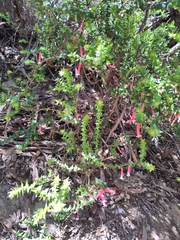 Epacris longiflora