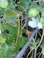 Loasa prostrata
