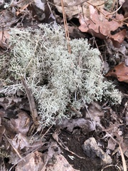 Cladonia subtenuis