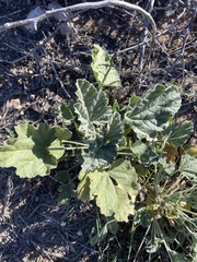 Sphaeralcea ambigua