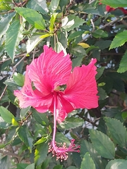 Hibiscus rosa-sinensis
