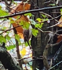 Certhia brachydactyla