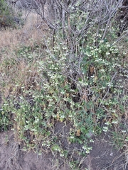 Loasa prostrata