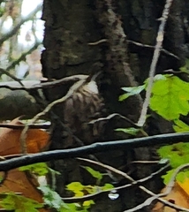 Certhia brachydactyla