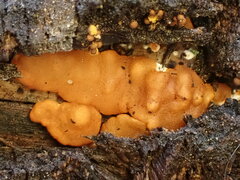 Trichoderma sulphureum