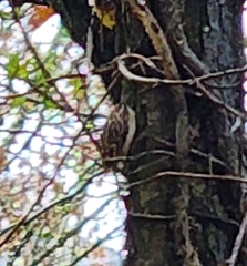 Certhia brachydactyla