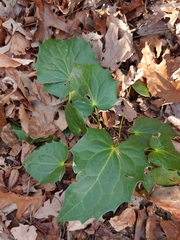 Arnoglossum atriplicifolium