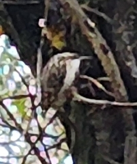 Certhia brachydactyla