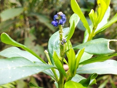 Monnina obtusifolia